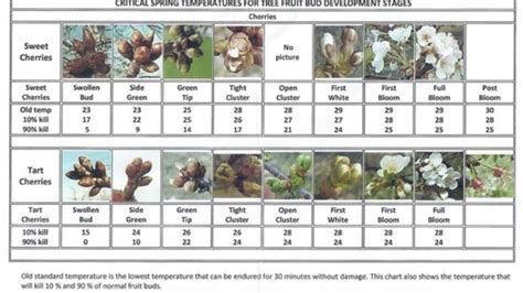 Critical Spring Temperatures For Tree Fruit Bud Development Stages