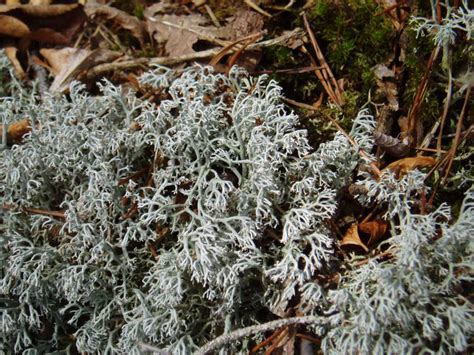 Lichen Cladonia Ranerina Ohio Moss And Lichen Association