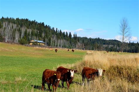 Cattle Ranch stock photo. Image of grass, ranch, farm - 188948802