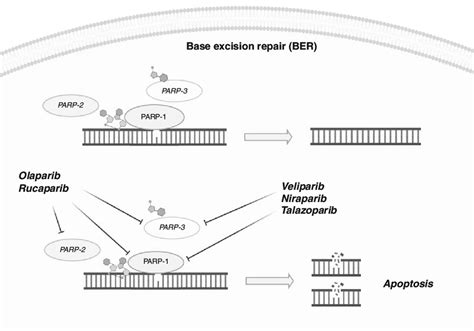 Parp Inhibitors In Brca12 Mutant Pancreatic Cancer The Figure Shows