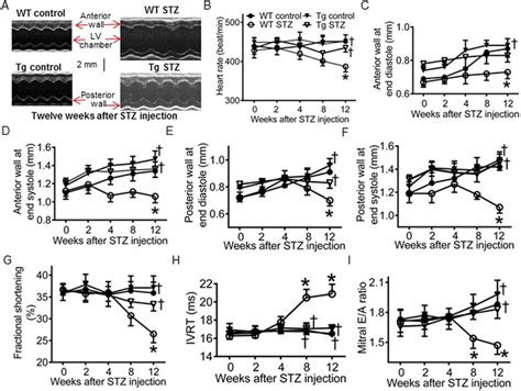 GTP Cyclohydrolase 1 GCH1 Overexpression Attenuates Ardiac Remodeling