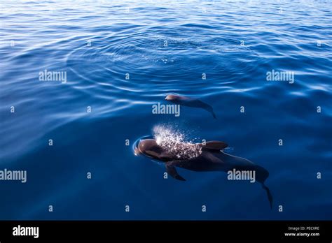 Whalewatching Tenerife Mother And Calf Pilot Whales Globicephala