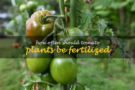 How Often Should Tomato Plants Be Fertilized Shuncy