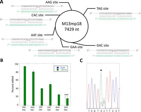 Selective Editing Of Multiple Sites In The Ssdna Genome From M13 Download Scientific Diagram