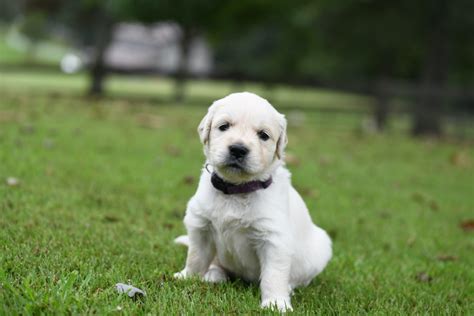 Taras 4 Week Old Puppies Summer Brook