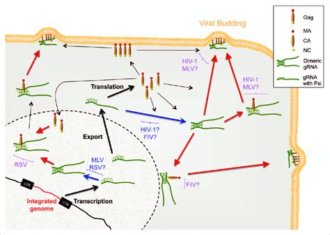 Cellular Sites Of Initial Recognition Of Viral Genome By Gag