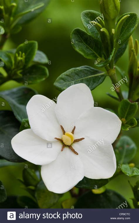 Gardenia Jasminoides Kleims Hardy