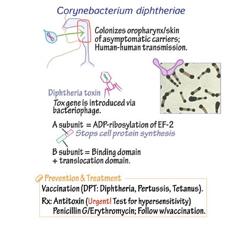 Immunology/Microbiology Glossary: Corynebacterium diphtheriae | Draw It to Know It