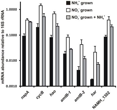 Steady State MRNA Levels For Key Genes Encoding Enzymes Of The