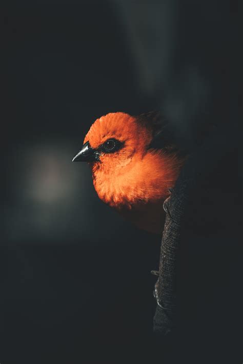 Best Scarlet Tanager Posts - Reddit