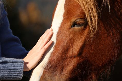 Equine Therapy Atlanta Ga Empowered Recovery Center