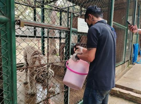 Belum Ada Solusi Biaya Untuk Suaka Gajah And Harimau Thailand Akibat Dua