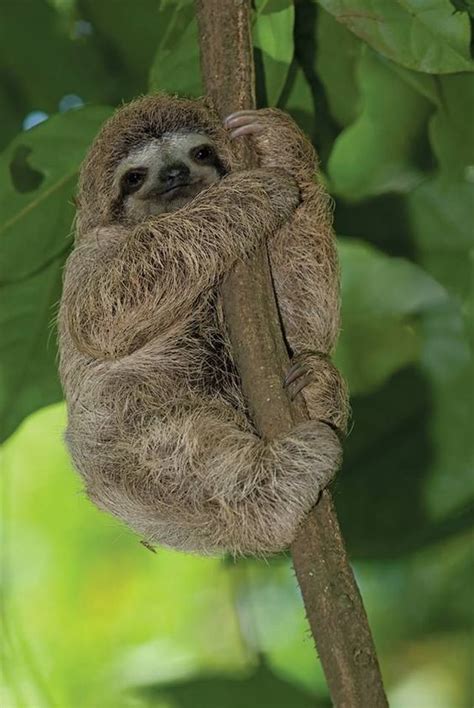 Rainforest Animals That Eat Sloths | RAINFOREST ANIMAL