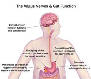 Vagus Nerve: Anatomy, Origin, Course & Branches