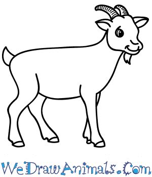 Drawing A Goat For Kids