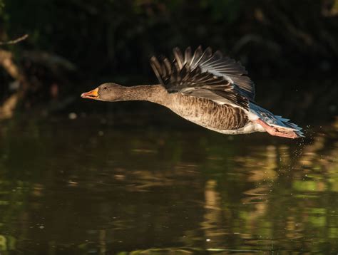 Free Images Nature Wing Flying Wildlife Reflection Beak Macro