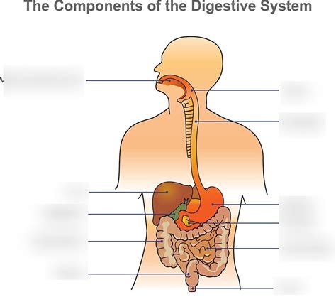 Digestion Diagram Quizlet