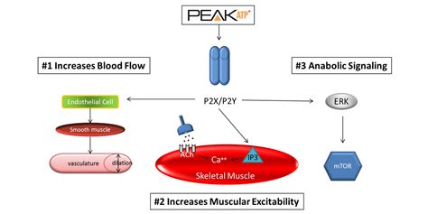 The Benefits of Peak ATP for Training and Pre-Workouts – SteelFit USA