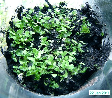 How To Grow Ferns From Spores With Pictures Instructables