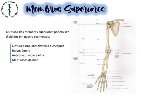 Articula Es Dos Membros Superiores Librain