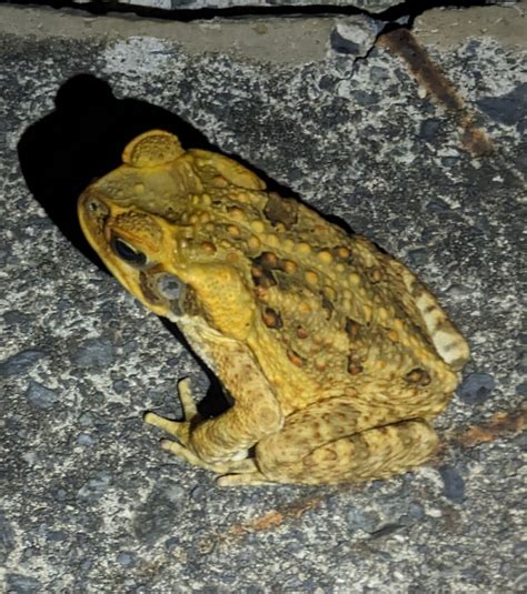 Cane Toad From Greenbank Qld Australia On October At