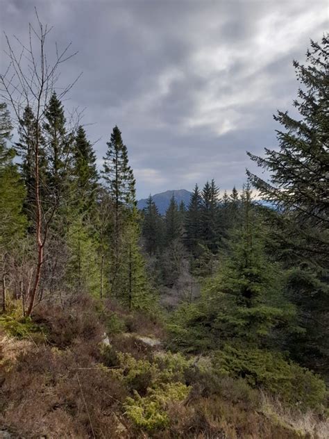 Norwegian Spruce In Norway Frenchay Christmas Tree Farm