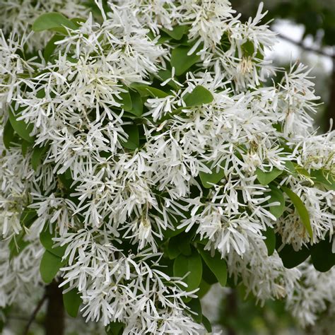 Chinese Fringetree Indy Plants