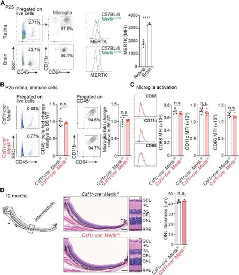 Conditional Ablation Of Mertk In Microglia Is Not Sufficient To Drive