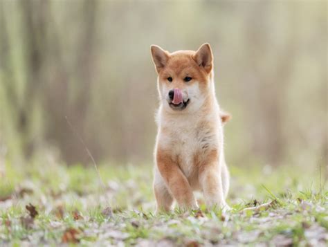 Forget Shiba Inu This AI Meme Token Is Poised For Substantial Rallies