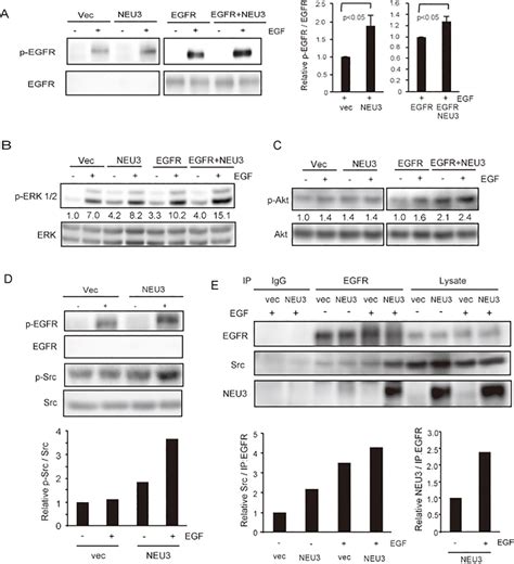 Neu3 Mediated Activation Of Egfrsrc Signaling Phosphorylation Of Egfr