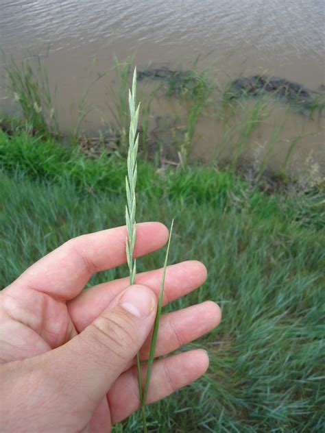 Western Wheatgrass Plants Of Lone Mesa State Park Inaturalist