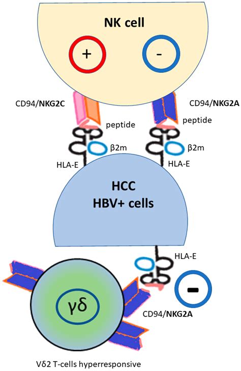 Non Classical Hla Class 1b And Hepatocellular Carcinoma