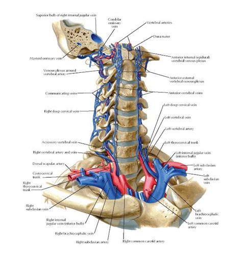 Internal Jugular Vein Anatomy - ANATOMY