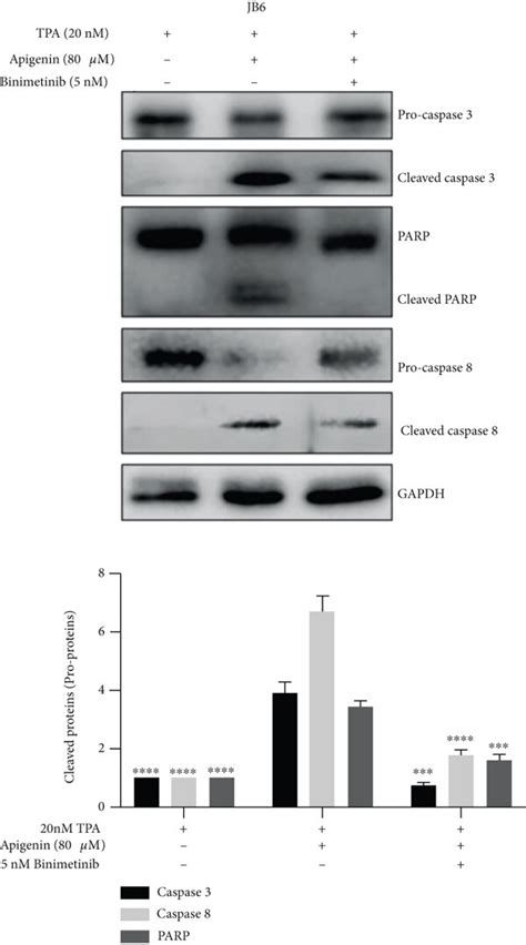 Apigenin Induced Cell Apoptosis And Inhibited The Expression Of Srx Via