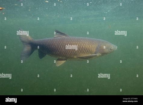 Grass Carp Ctenopharyngodon Idella Swimming In Open Water Germany Bavaria Schlosssee