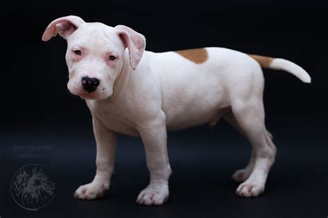 Amstaff Puppy 2 Puppies Dogs Animals