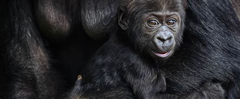 GORILLA FAMILIES AVAILABLE FOR FILMING IN UGANDA