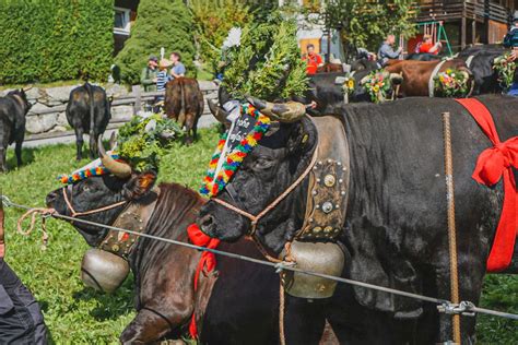 The Descent Of The Alpine Cows Festival A Weekend In Blatten