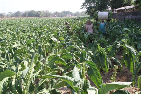 Harvesting Tobacco stock photo. Image of harvesters, blue - 6237950