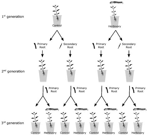 Plants Free Full Text Transgenerational Herbivory Effects On