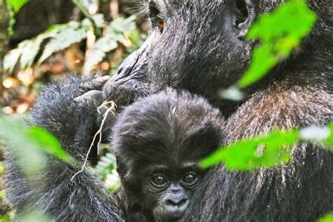 Days Uganda Wildlife And Primate Safari With Bigfive