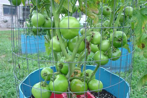 Aprenda Como Plantar Tomate De Maneira F Cil Em Sua Horta Veja O Tutorial