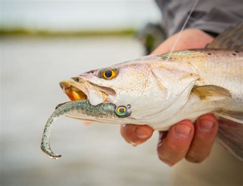 Best Speckled Trout Lures Of 2024 Outdoor Life