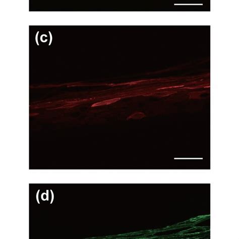 Representative Histological And Immunohistochemical Images Of The