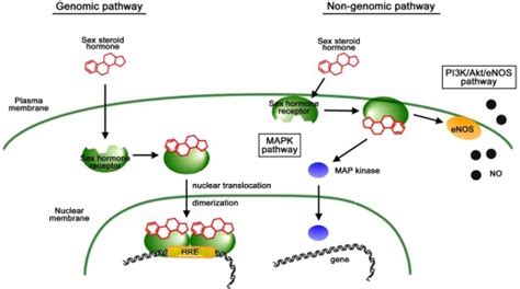 In The Genomic Pathway Sex Steroid Hormones Penetrate Into Cells And Download Scientific