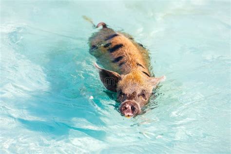 Swimming pigs of Exuma stock image. Image of small, beach - 37128633