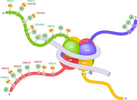 Epigenetics A Biological Mystery The Histone Code