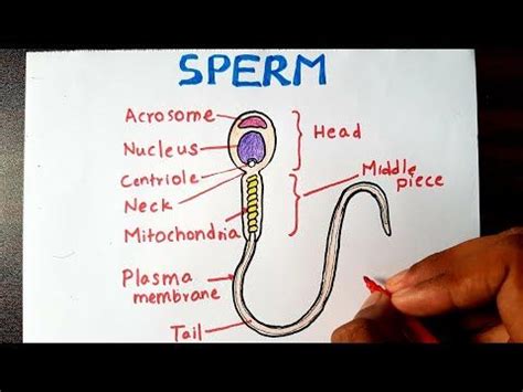 How To Draw And Label A Sperm Youtube Science Diagrams Biology