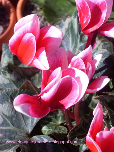 El Enanito Jardinero Ciclamen Cyclamen