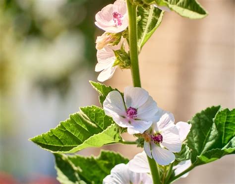 Premium Photo | Wild flower althaea officinalis in the garden